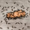 Les méthodes efficaces pour éliminer les fourmis charpentières