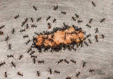 Les méthodes efficaces pour éliminer les fourmis charpentières