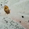 Punaises de lit : comment identifier une infestation dès les premiers signes