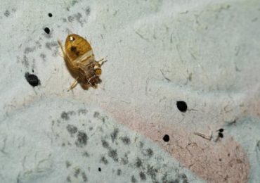 Punaises de lit : comment identifier une infestation dès les premiers signes